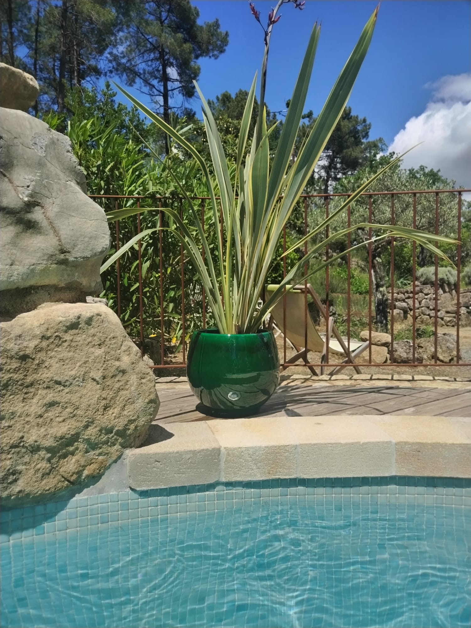 Pot vert et plante au bord de la piscine en mosaïque